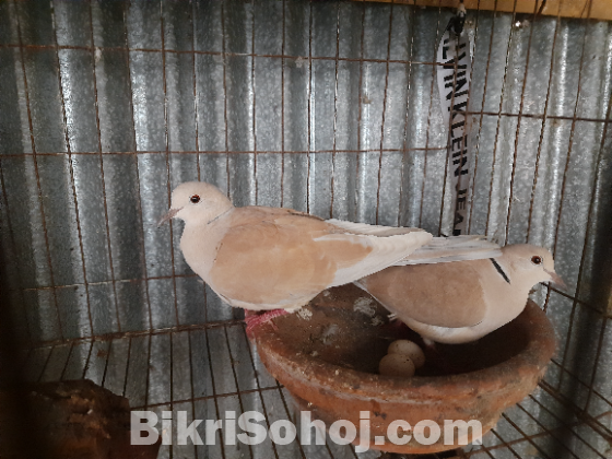 Eurasian Collared Dove 1 pair (new adult)